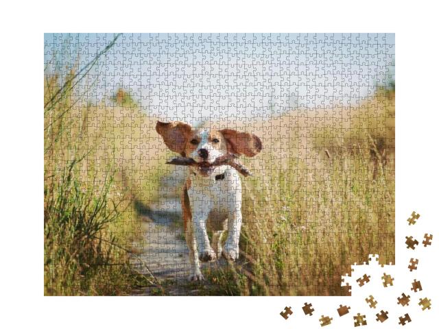 Happy Beagle Dog with Flying Ears Running Outdoors with S... Jigsaw Puzzle with 1000 pieces