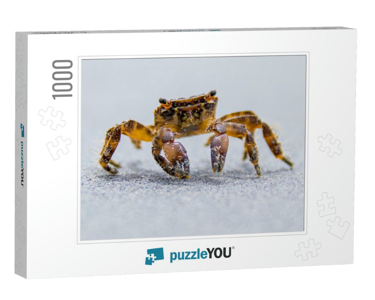 A Beach Crab Runs Along the Shore of a Sea... Jigsaw Puzzle with 1000 pieces