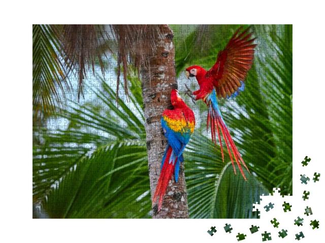 Two Ara Macao, Scarlet Macaw, Pair of Big, Red Colored, A... Jigsaw Puzzle with 1000 pieces