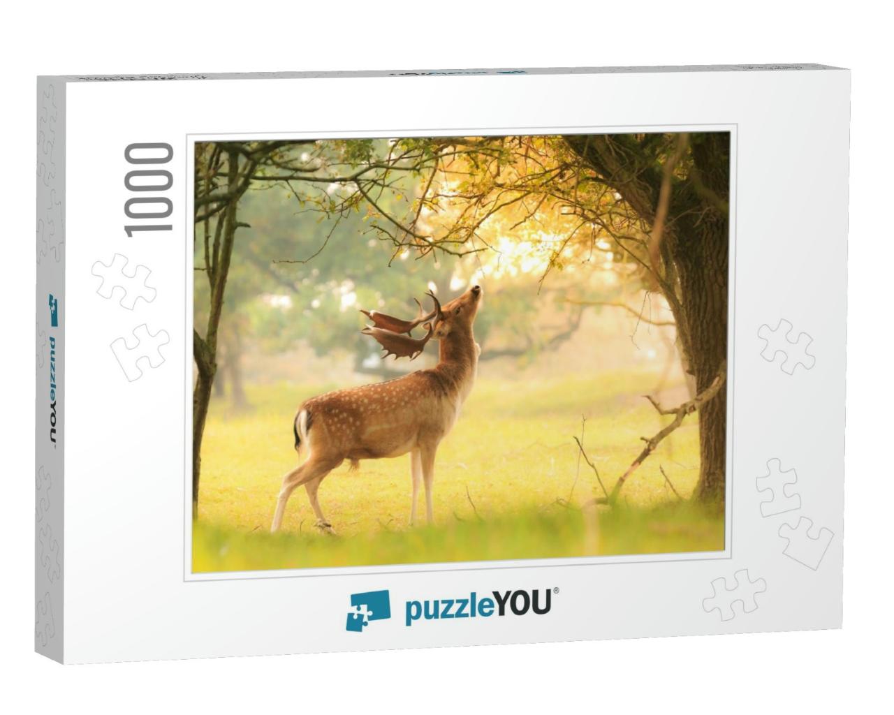 Proud Male Fallow Deer Stag, Dama Dama, with Big Antlers... Jigsaw Puzzle with 1000 pieces