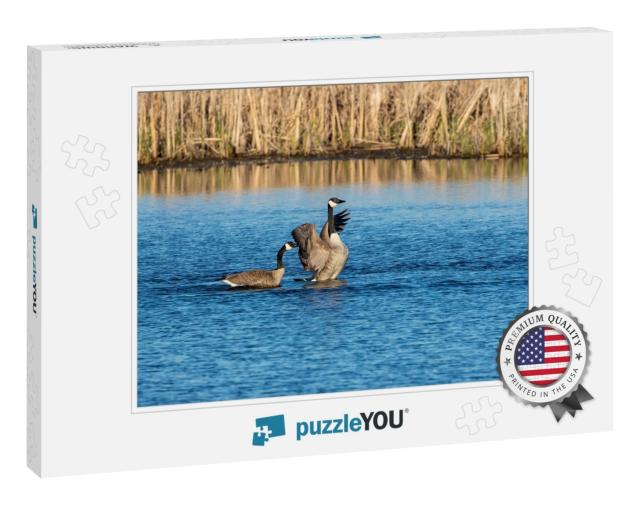 The Canada Geese Branta Canadensis on the Lake... Jigsaw Puzzle
