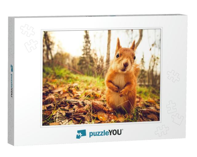 Squirrel Red Fur Funny Pets Autumn Forest on Background W... Jigsaw Puzzle