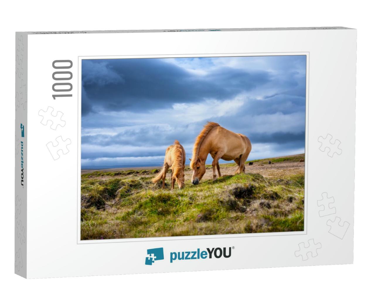 Horses in Iceland. Wild Horses in a Group. Horses on the... Jigsaw Puzzle with 1000 pieces