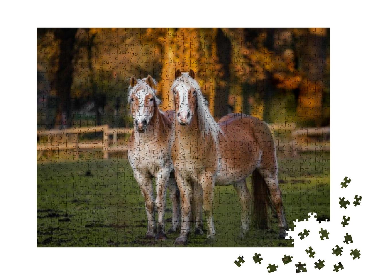 Two Horses Standing in Meadow with Autumn Background... Jigsaw Puzzle with 1000 pieces