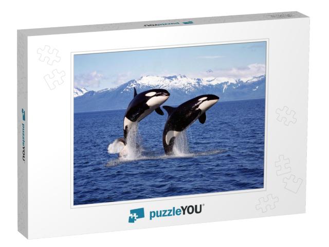 Killer Whale Orcinus Orca, Pair Leaping, Canada... Jigsaw Puzzle