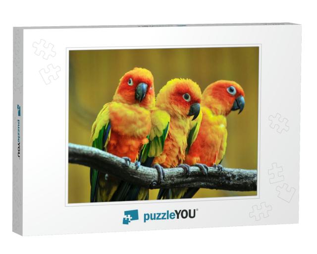 Beautiful Parrot, Sun Conure on Tree Branch... Jigsaw Puzzle