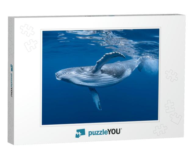 A Baby Humpback Whale Plays Near the Surface in Blue Wate... Jigsaw Puzzle