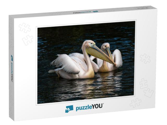 The Great White Pelican, Pelecanus Onocrotalus Also Known... Jigsaw Puzzle