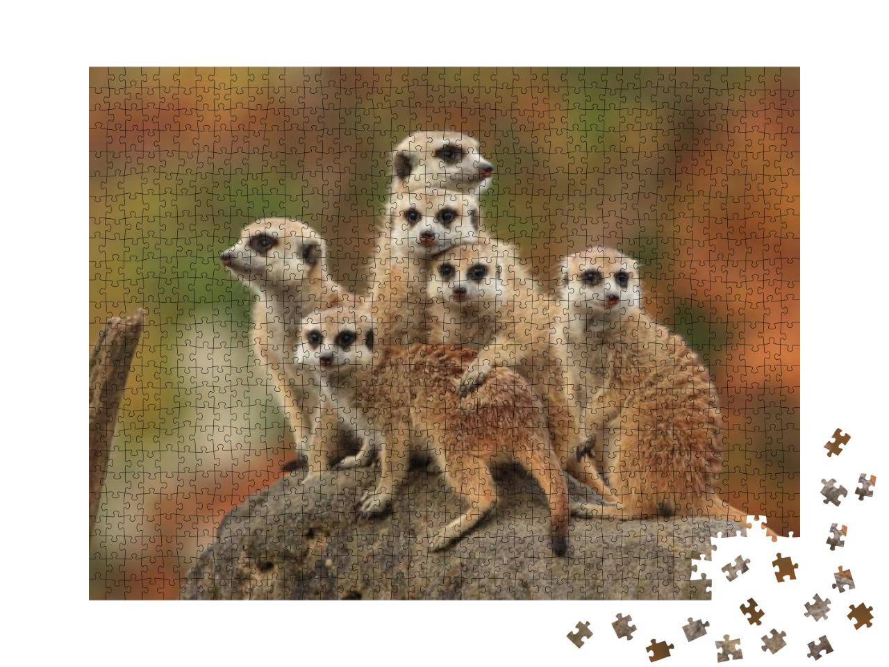 Group of Meerkat... Jigsaw Puzzle with 1000 pieces
