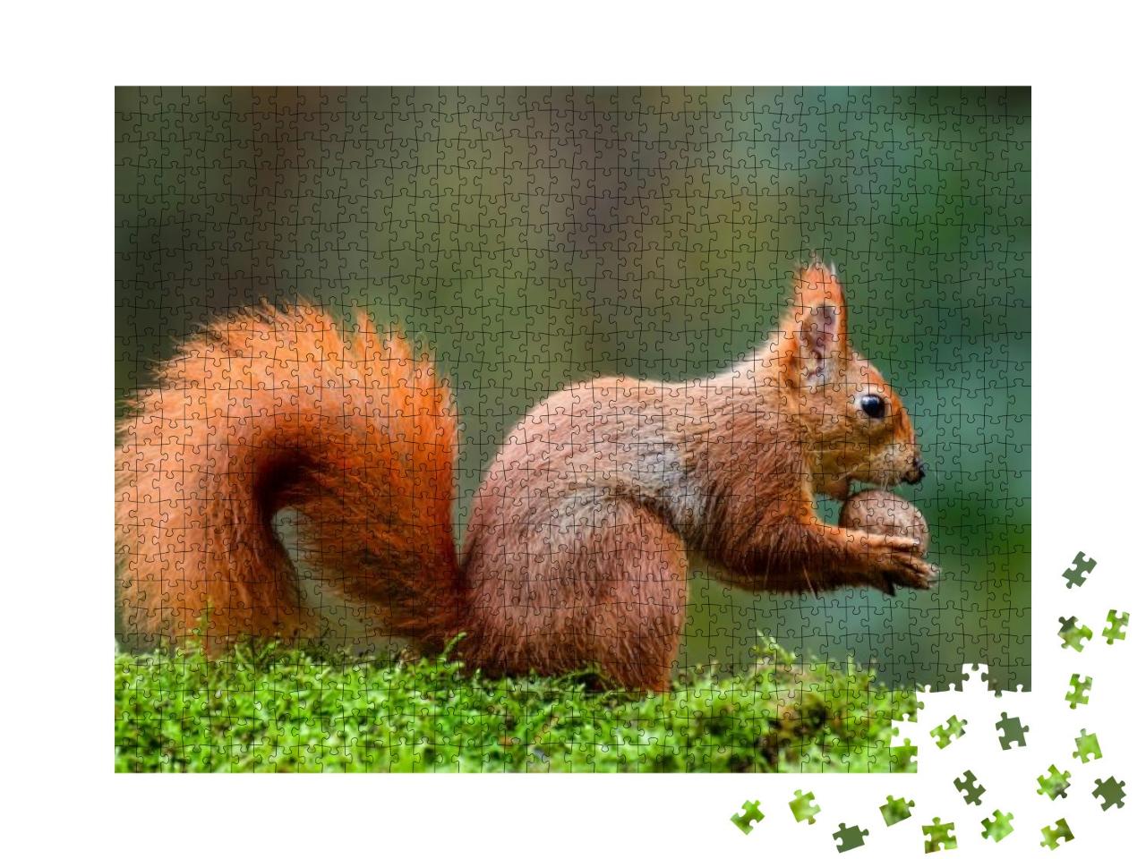 A Red Squirrel Eating a Nut on a Moss Trunk... Jigsaw Puzzle with 1000 pieces