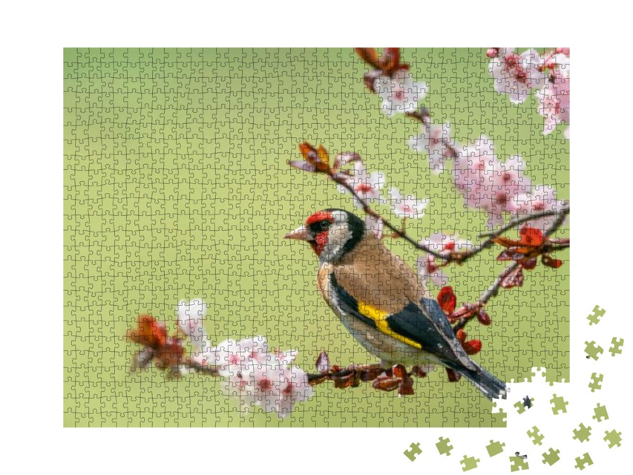Goldfinch, Carduelis Carduelis, Single Bird on Blossom... Jigsaw Puzzle with 1000 pieces