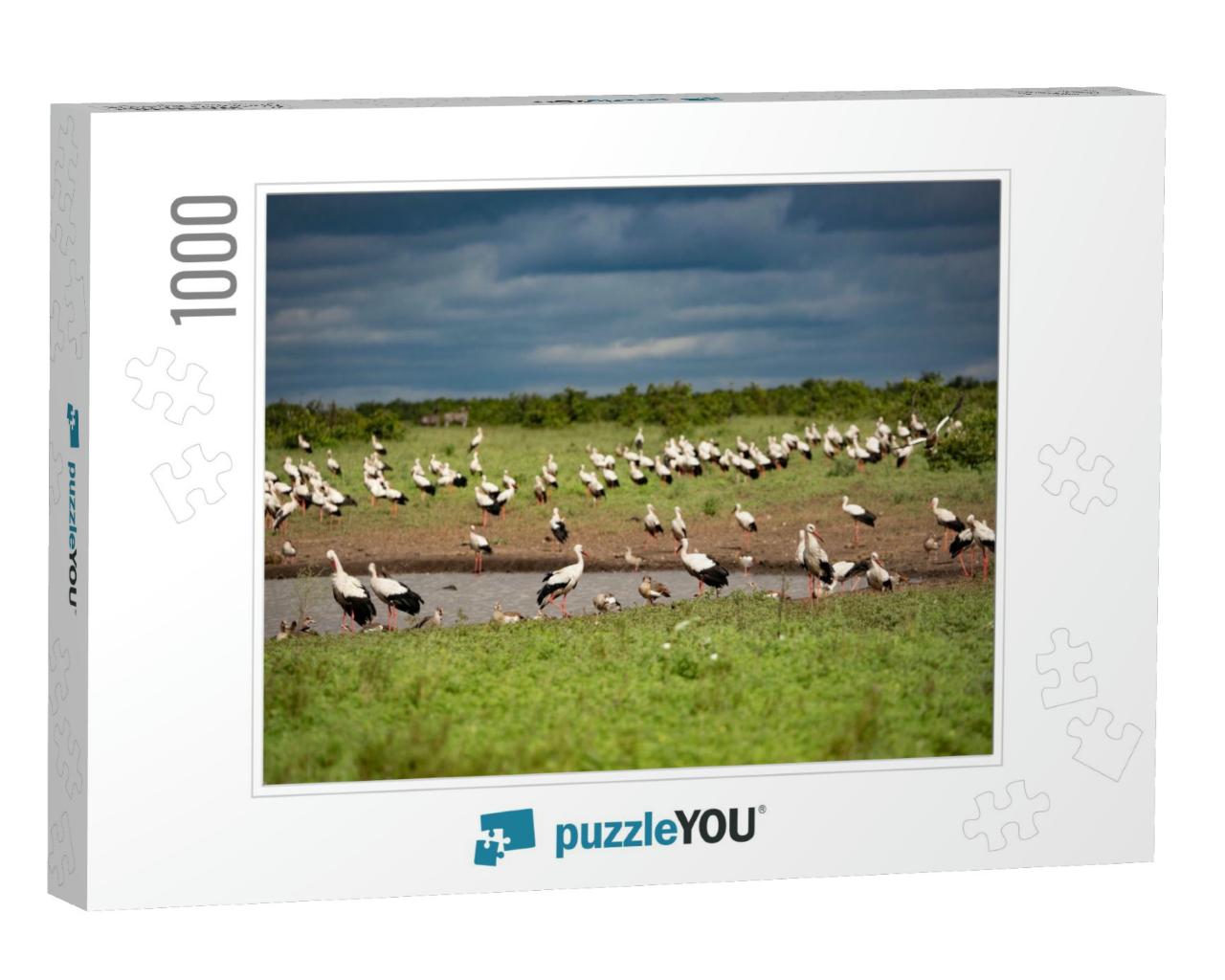 A Huge Flock of White Storks... Jigsaw Puzzle with 1000 pieces