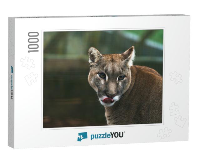 Puma Puma Concolor, a Large Cat Mainly Found in... Jigsaw Puzzle with 1000 pieces