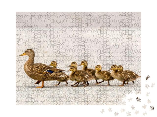 A Mother Duck & Her Ducklings Crossing a Road in a Line... Jigsaw Puzzle with 1000 pieces
