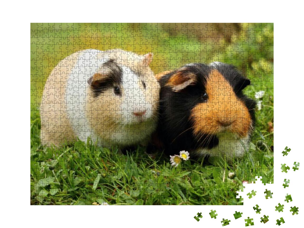 Two Cute Guinea Pigs... Jigsaw Puzzle with 1000 pieces