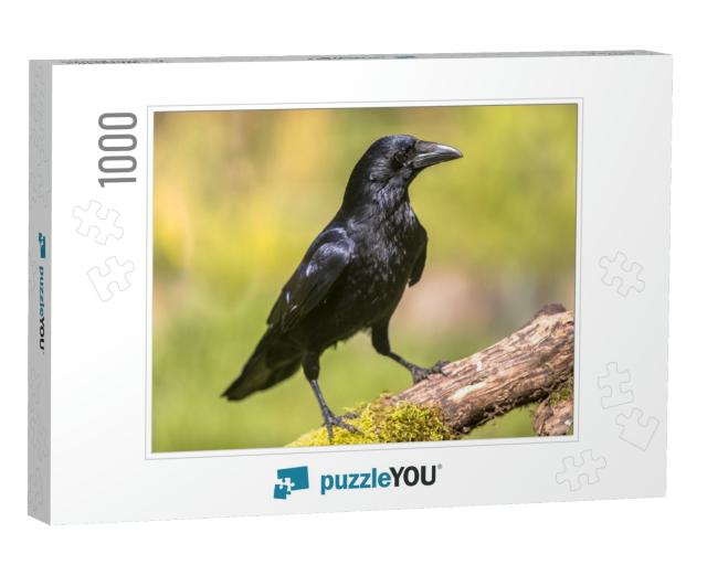 Black Carrion Crow Corvus Corone Perched on Mossy Log & L... Jigsaw Puzzle with 1000 pieces