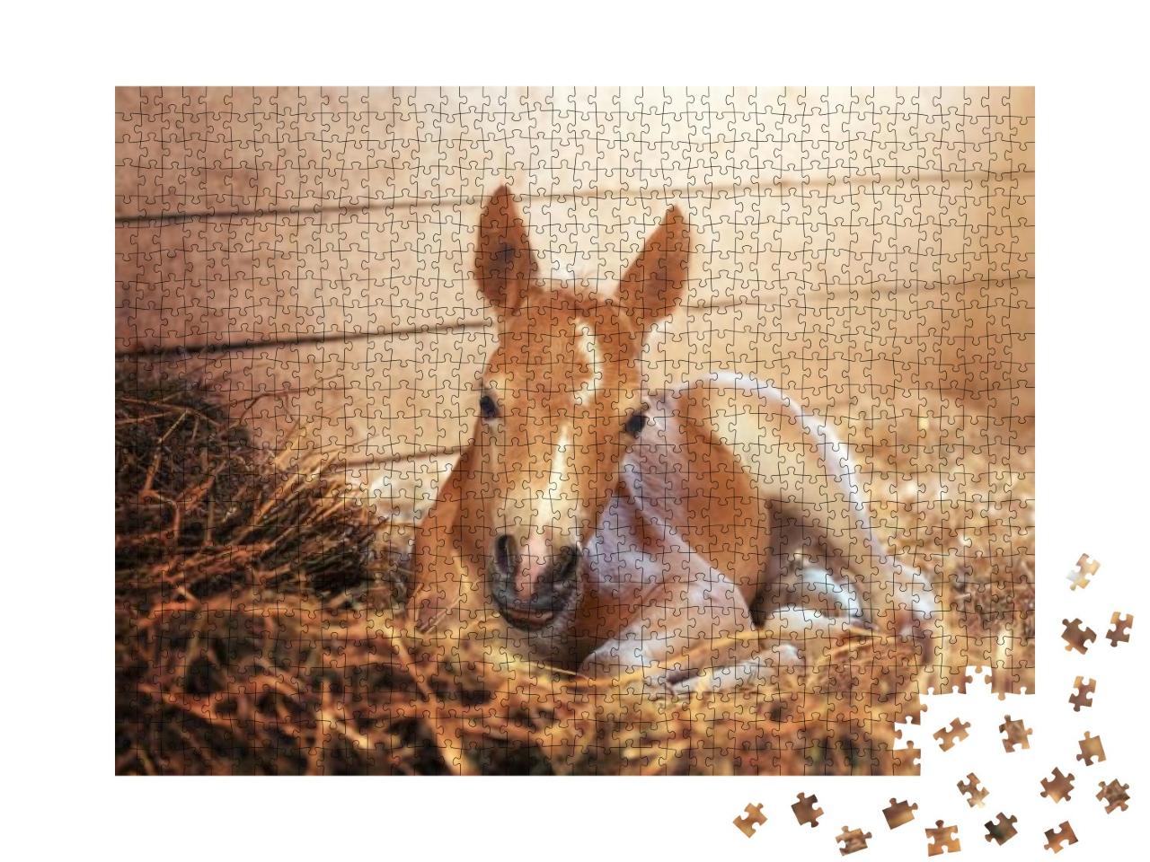 Beautiful Haflinger Foal - Horse Photo... Jigsaw Puzzle with 1000 pieces