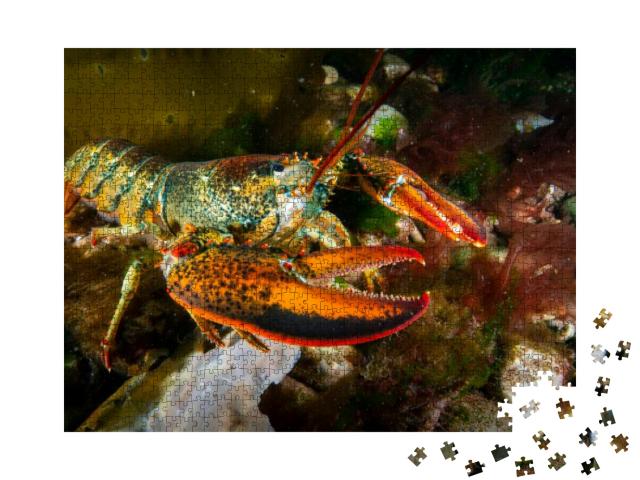 American Lobster Underwater Foraging for Food on R... Jigsaw Puzzle with 1000 pieces