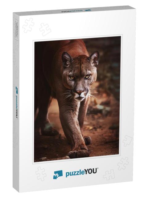 Cougar Felis Concolor American Puma Detail Portrait... Jigsaw Puzzle