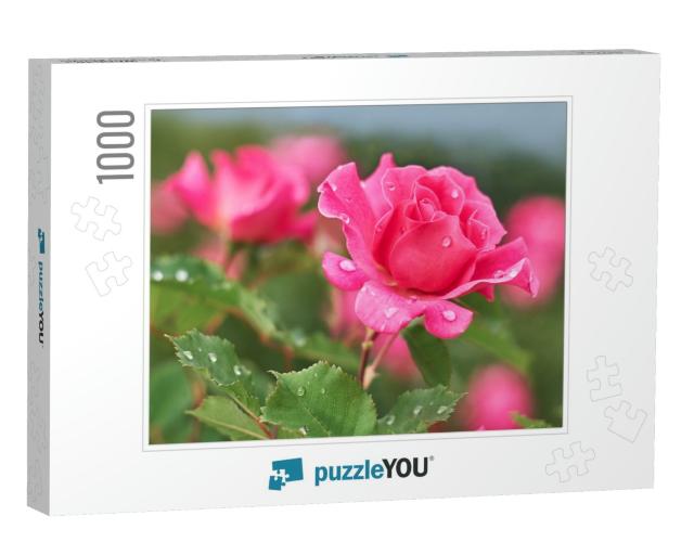 Pink Rose Flower with Raindrops on Background Pink Roses... Jigsaw Puzzle with 1000 pieces