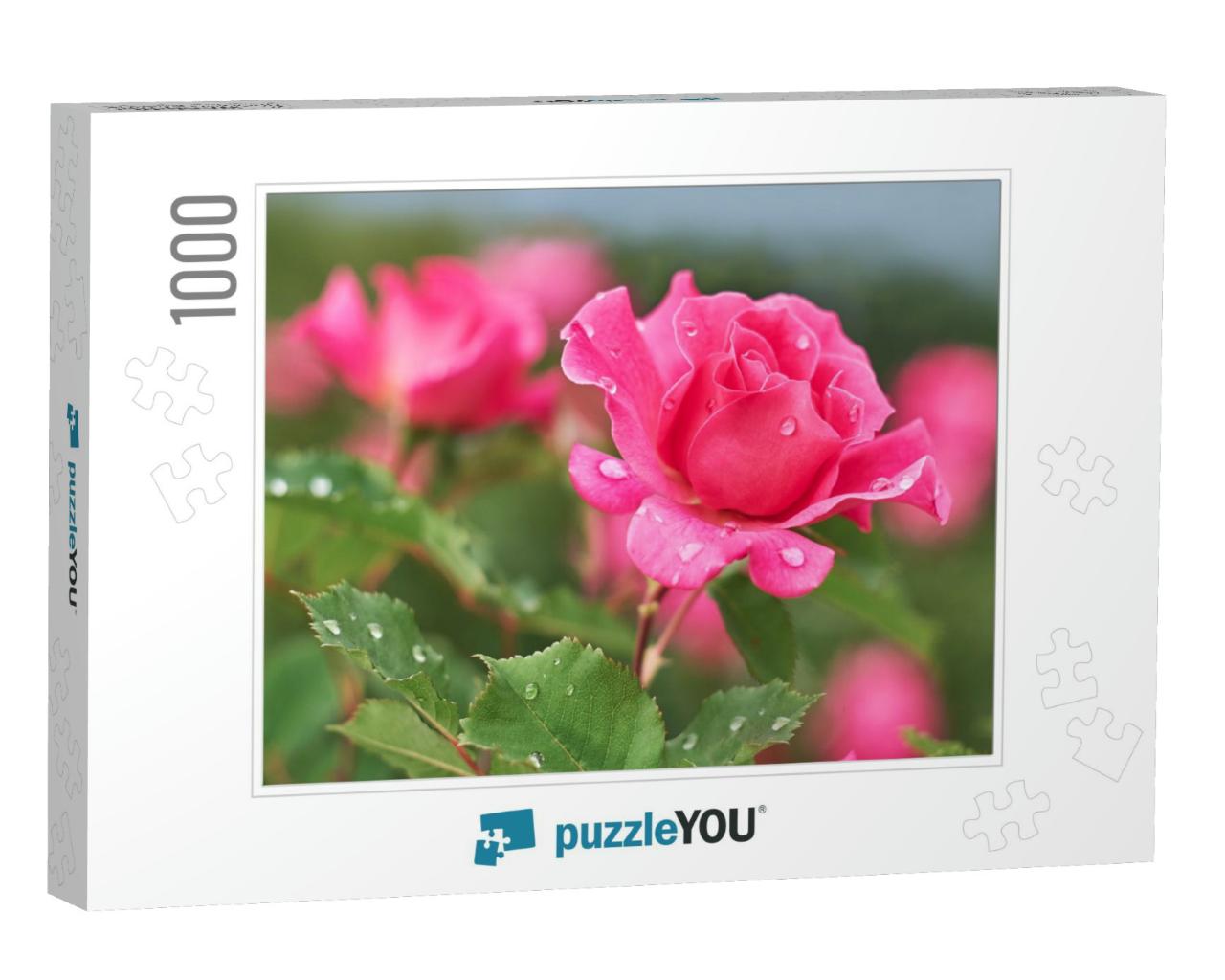 Pink Rose Flower with Raindrops on Background Pink Roses... Jigsaw Puzzle with 1000 pieces