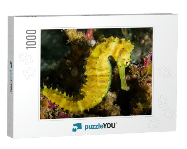 Beautiful Thorny Seahorse on a Coral Reef At Richelieu Ro... Jigsaw Puzzle with 1000 pieces