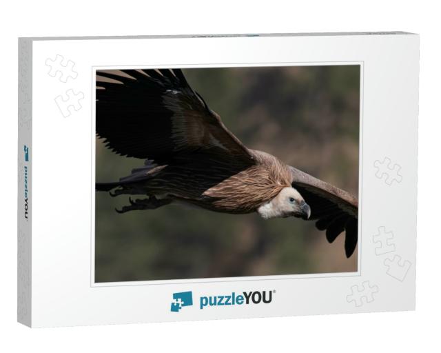 Flight Time for Griffon Vulture... Jigsaw Puzzle