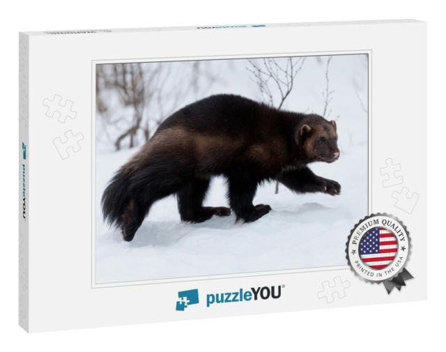 Wolverine in the Snow... Jigsaw Puzzle
