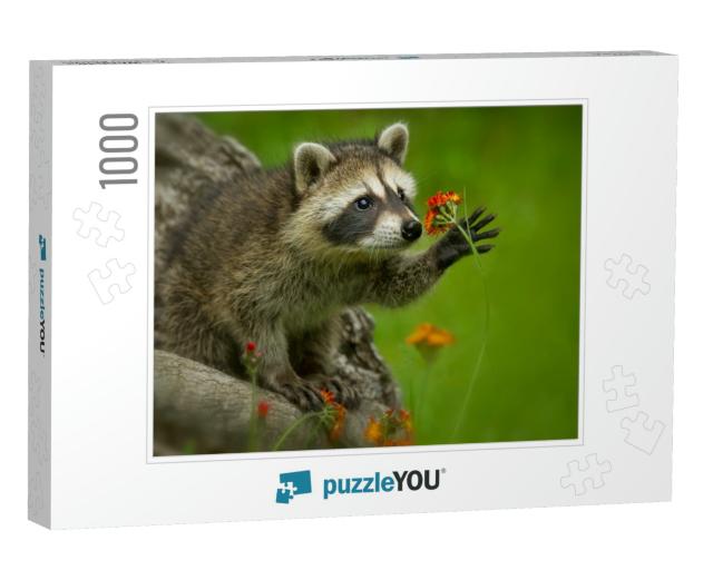 Raccoon in Minnesota Under Controlled Conditions Agnieszk... Jigsaw Puzzle with 1000 pieces