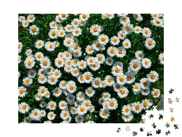 Lot of Daisies. Summer Flowers on the Field. View from Ab... Jigsaw Puzzle with 1000 pieces