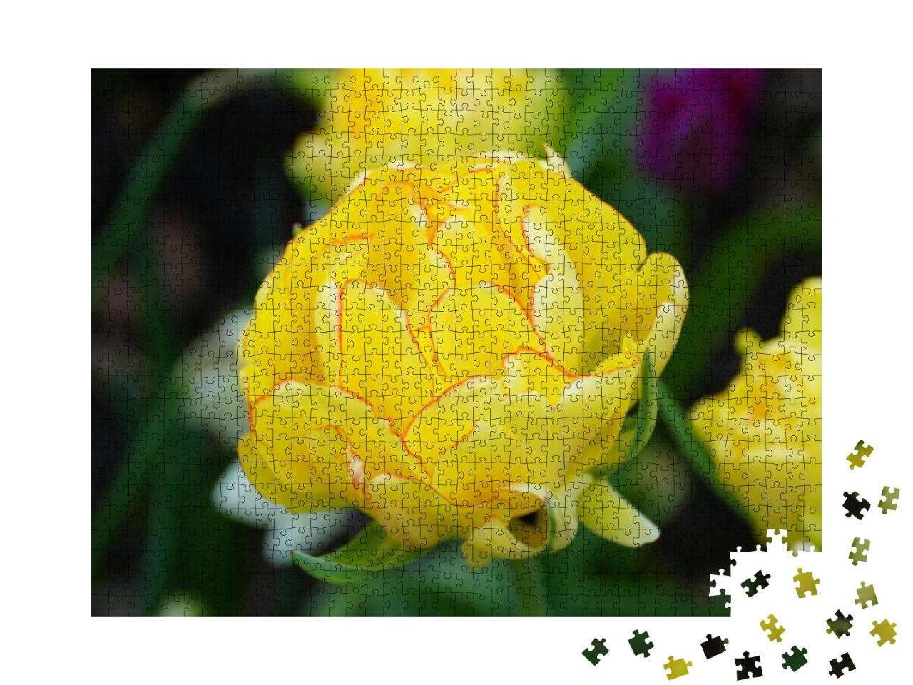 Close Up of a Beautiful Double Late Tulip Akebono Yellow... Jigsaw Puzzle with 1000 pieces