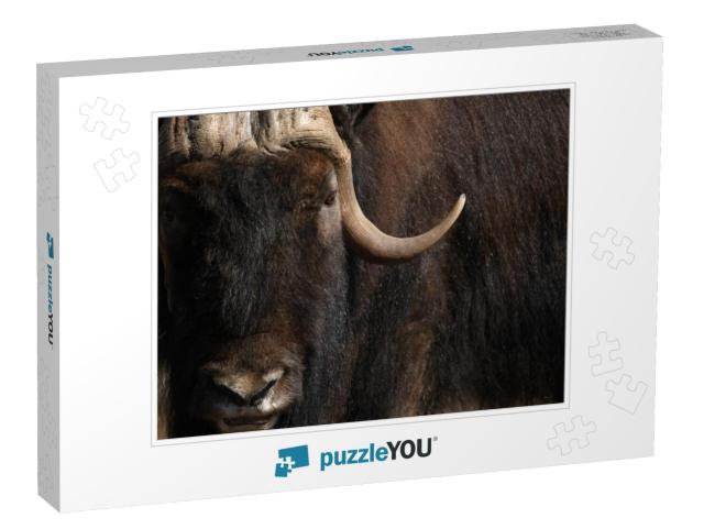 Buffalo Closeup Jigsaw Puzzle