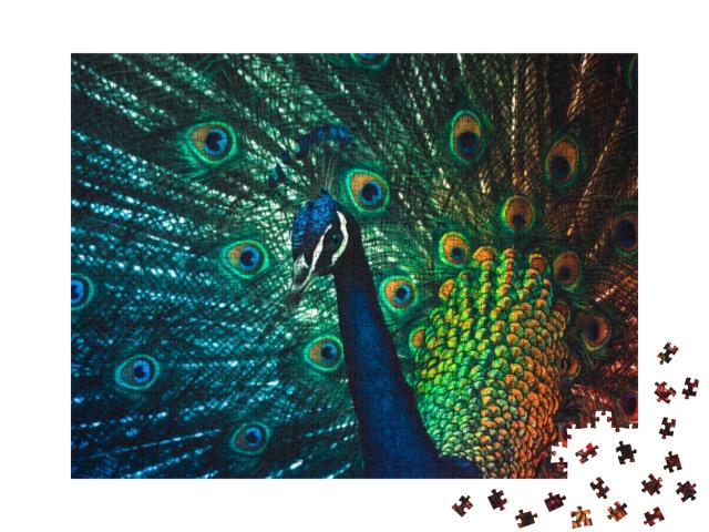 Male Peacock At the Los Angeles Arboretum... Jigsaw Puzzle with 1000 pieces