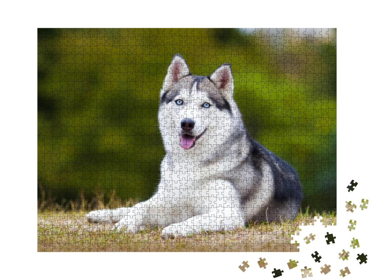 Portrait of Siberian Husky... Jigsaw Puzzle with 1000 pieces