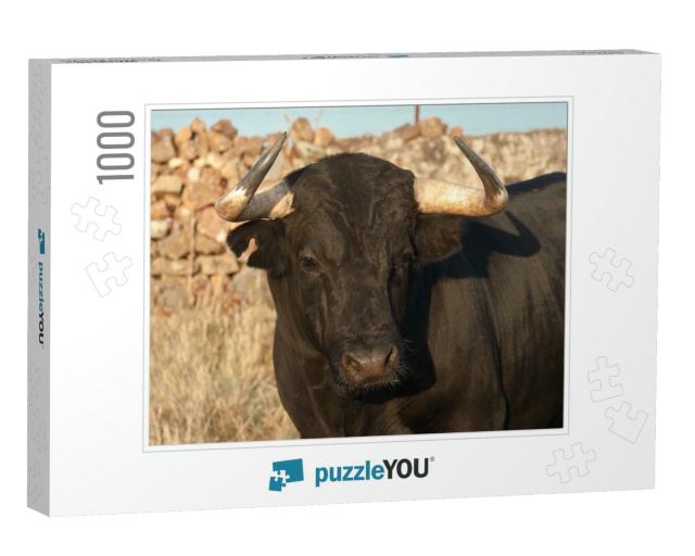 Specimen of Spanish Fighting Bull Breed, Closeup Head. Fi... Jigsaw Puzzle with 1000 pieces