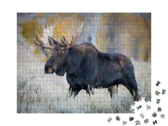 Alces Alces Shirasi, Moose, Elk is Standing in Dry Grass... Jigsaw Puzzle with 1000 pieces