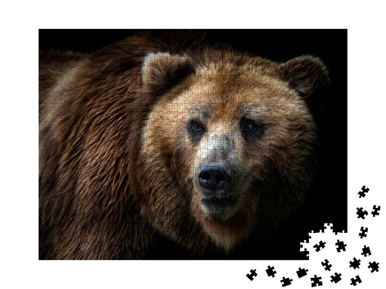 Front View of Brown Bear Isolated on Black Background. Po... Jigsaw Puzzle with 1000 pieces
