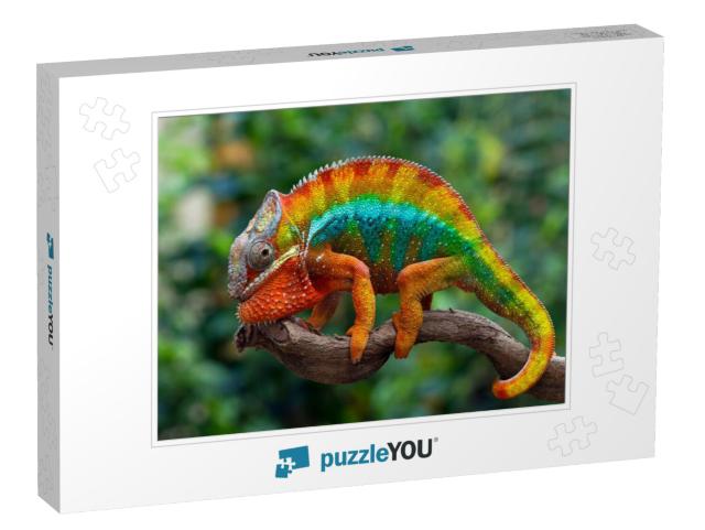 Beautiful of Chameleon Panther, Chameleon Panther on Bran... Jigsaw Puzzle