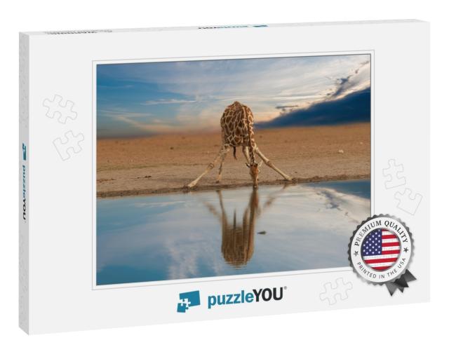 Alone South African Giraffe, Giraffa Giraffa, Drinking fr... Jigsaw Puzzle