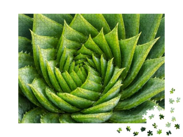 Spiral Aloe Vera with Water Drops, Closeup... Jigsaw Puzzle with 1000 pieces