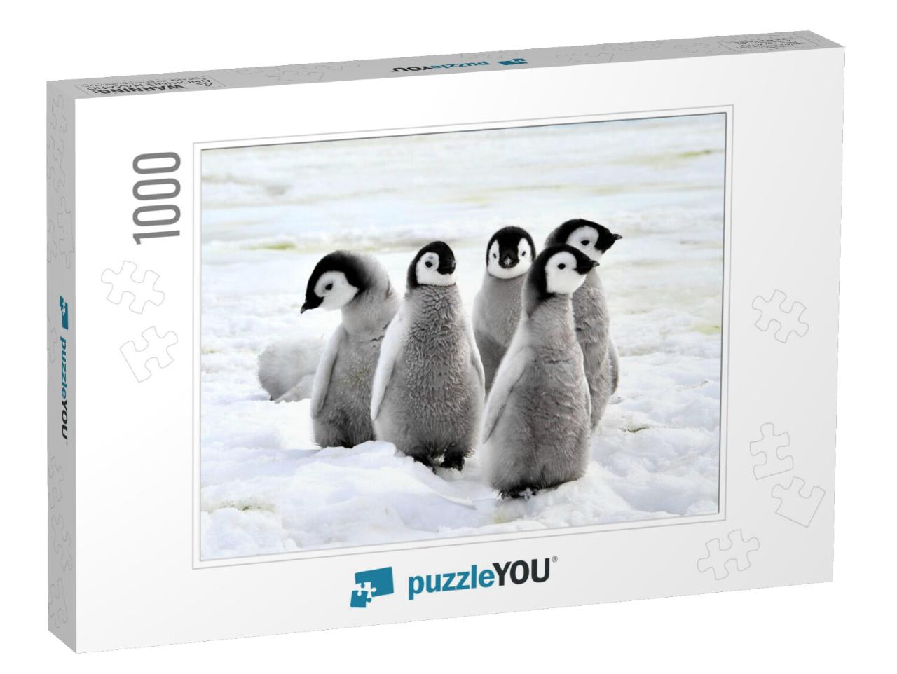 Emperor Penguin Chicks on the Snow in Antarctica... Jigsaw Puzzle with 1000 pieces