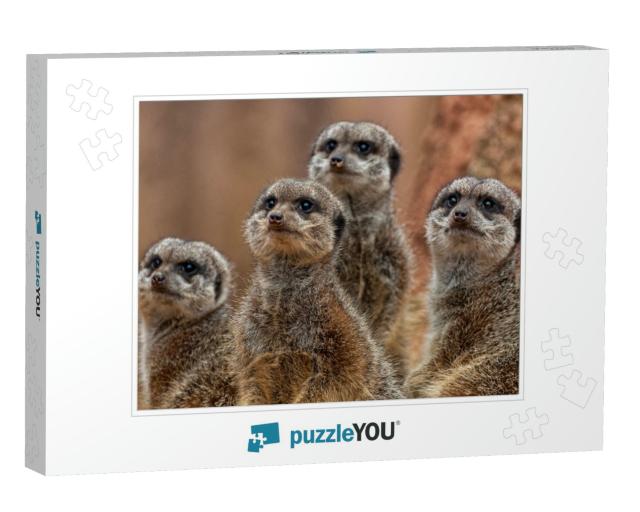 A Group of Cute Meerkats... Jigsaw Puzzle