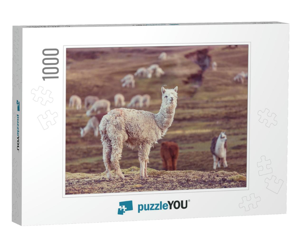 Peruvian Alpaca in Andes... Jigsaw Puzzle with 1000 pieces