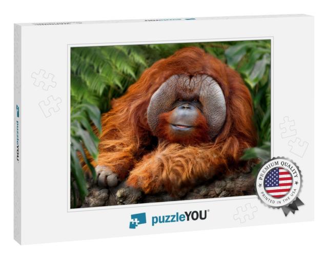 Orangutans, Orangutan, Orangutang, or Orang-Utang Old Ani... Jigsaw Puzzle