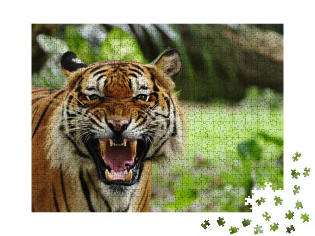 Close Up of a Tigers Face with Bare Teeth of Bengal Tiger... Jigsaw Puzzle with 1000 pieces