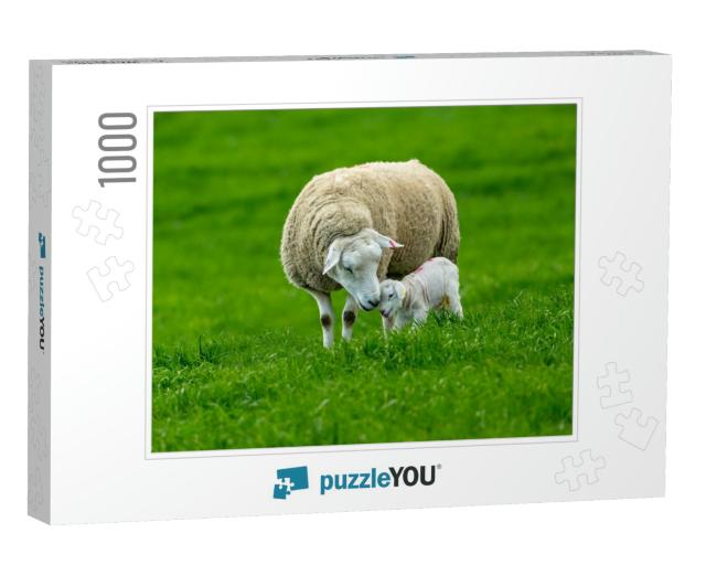 Texel Cross Ewe, a Female Sheep with Her Newborn Lamb. a... Jigsaw Puzzle with 1000 pieces