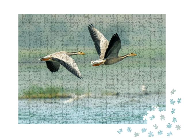 Shot of Bar Headed Geese Flying Over the Lakes of Bhigwan... Jigsaw Puzzle with 1000 pieces