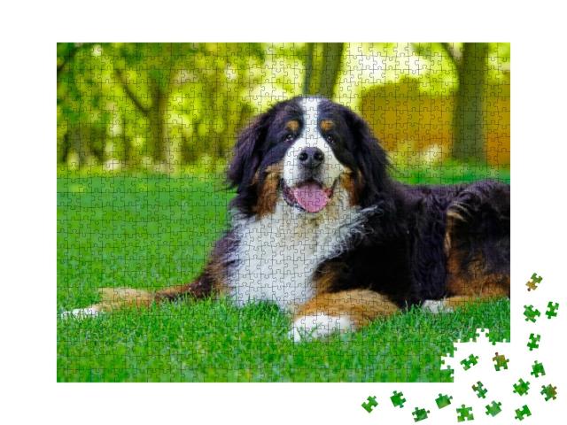 Large Bernese Mountain Dog Lying on the Grass in the Park... Jigsaw Puzzle with 1000 pieces