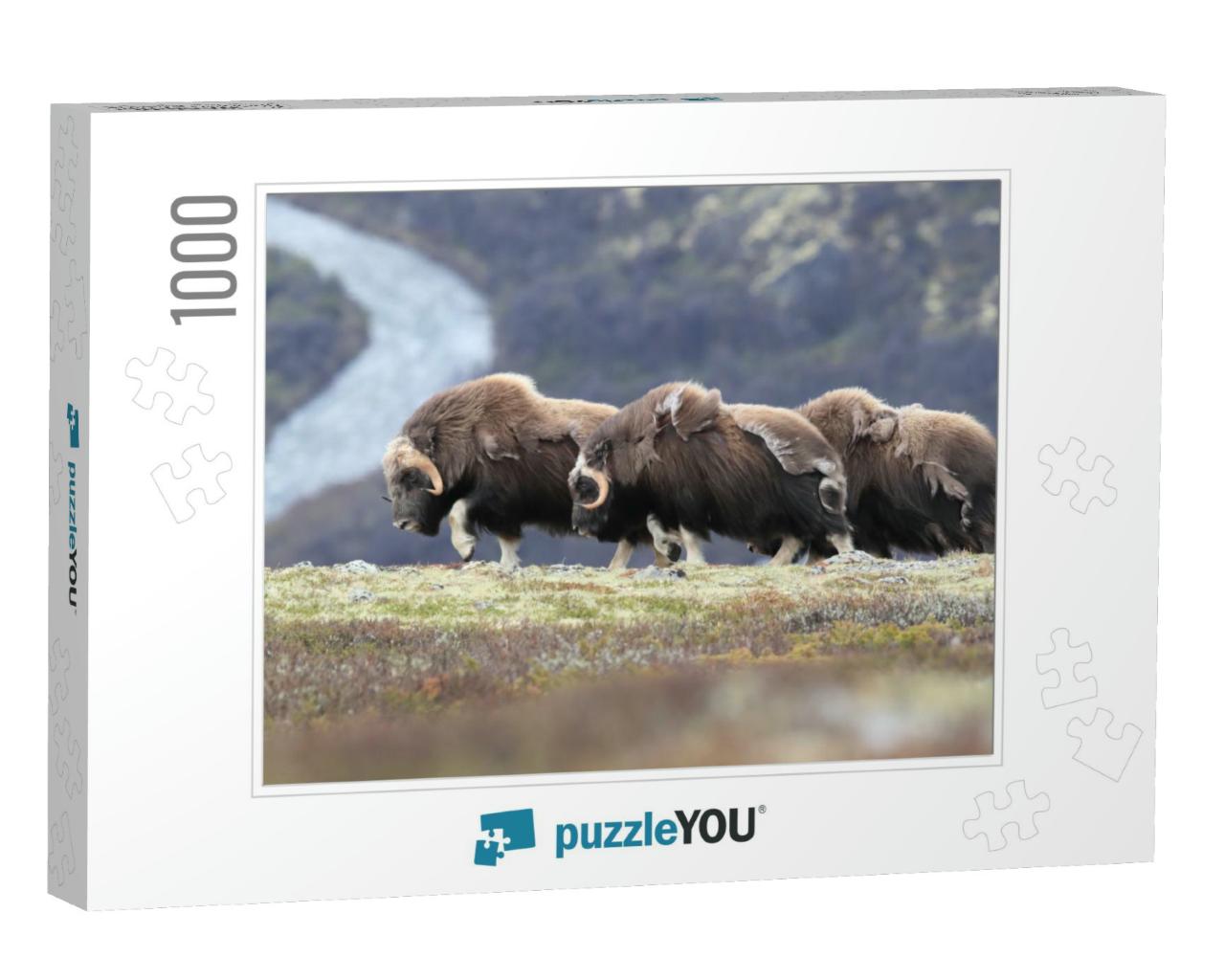 Muskox in Dovrefjell National Park, Norway... Jigsaw Puzzle with 1000 pieces