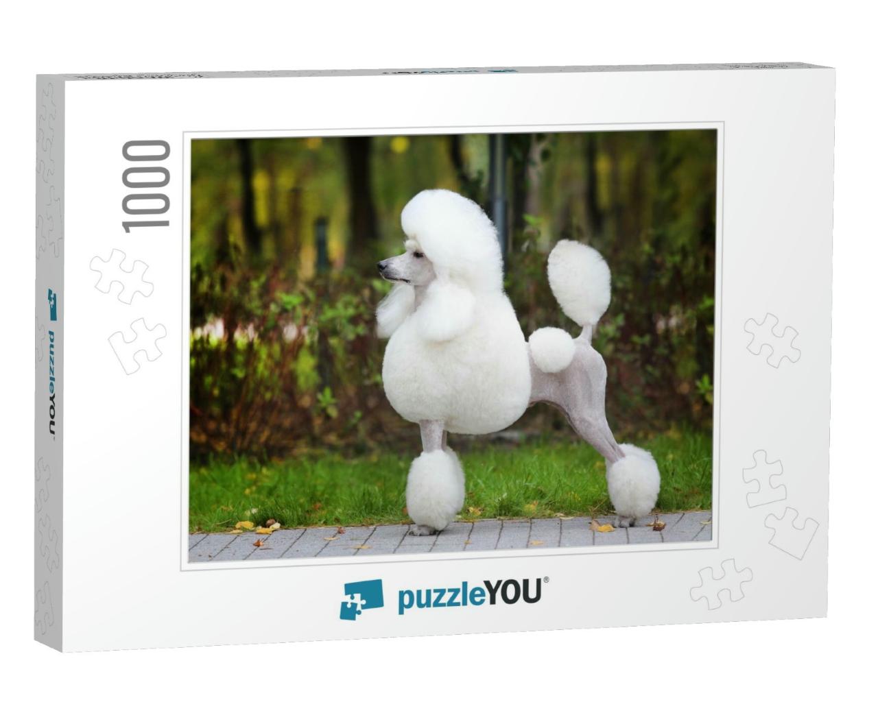 Big White Poodle Stands on the Path in the Park. Exterior... Jigsaw Puzzle with 1000 pieces